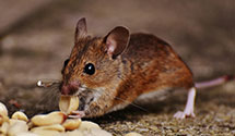 Find Exterminators in Dickenson County